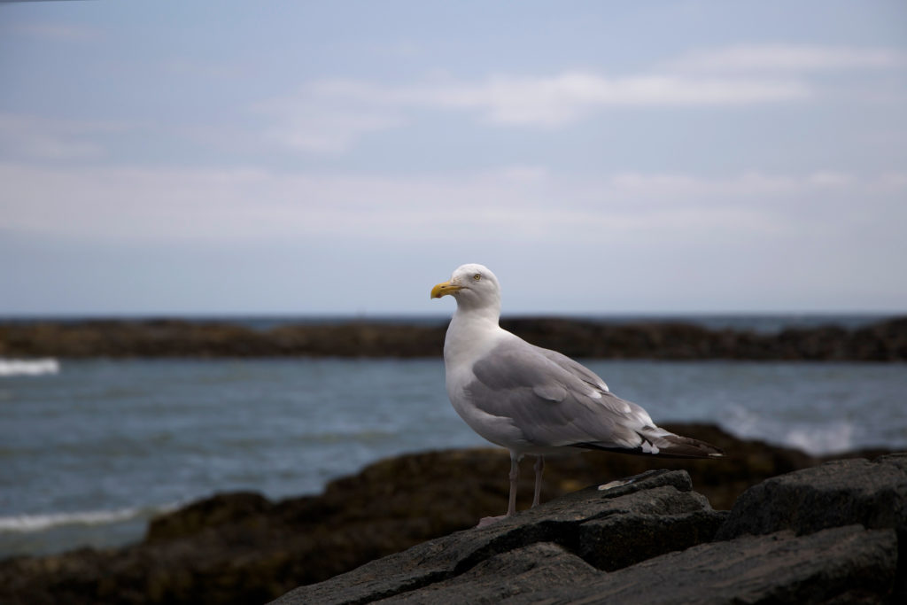Seagull on the Rocks at the Ocean