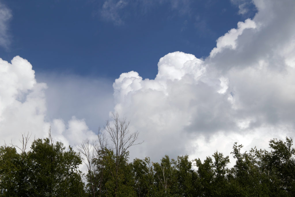 Large Puffy White Clouds Over Treetops