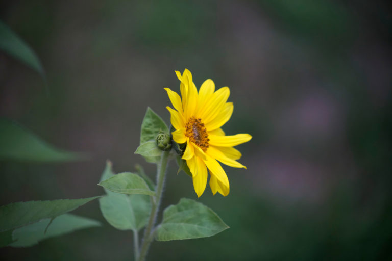 Tiny Sunflower