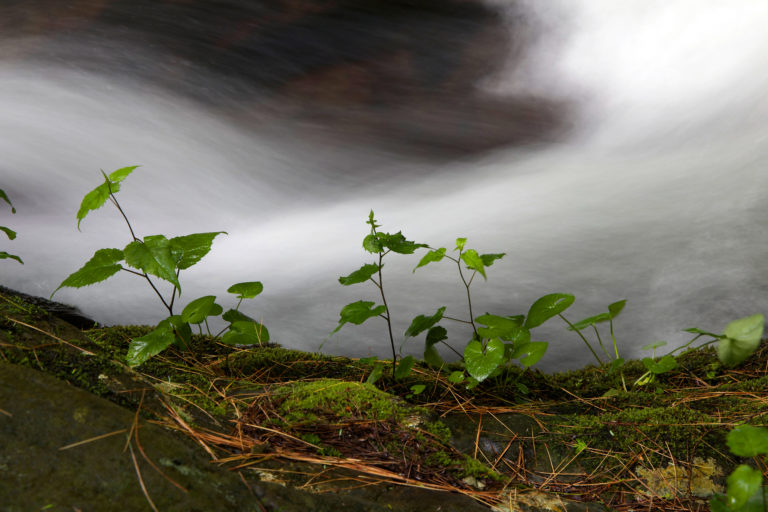 Small Plants Growing Near Stream