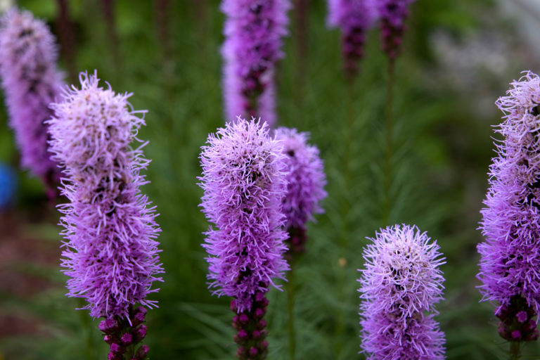 Purple Liatris Flowers