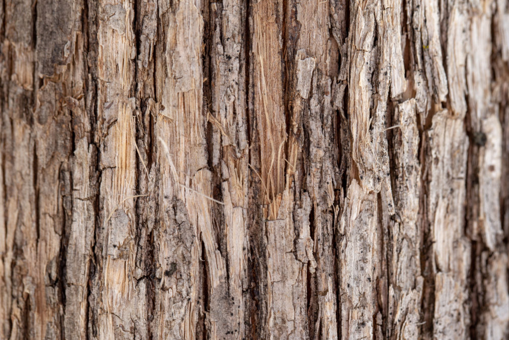 Vertical Bark Texture