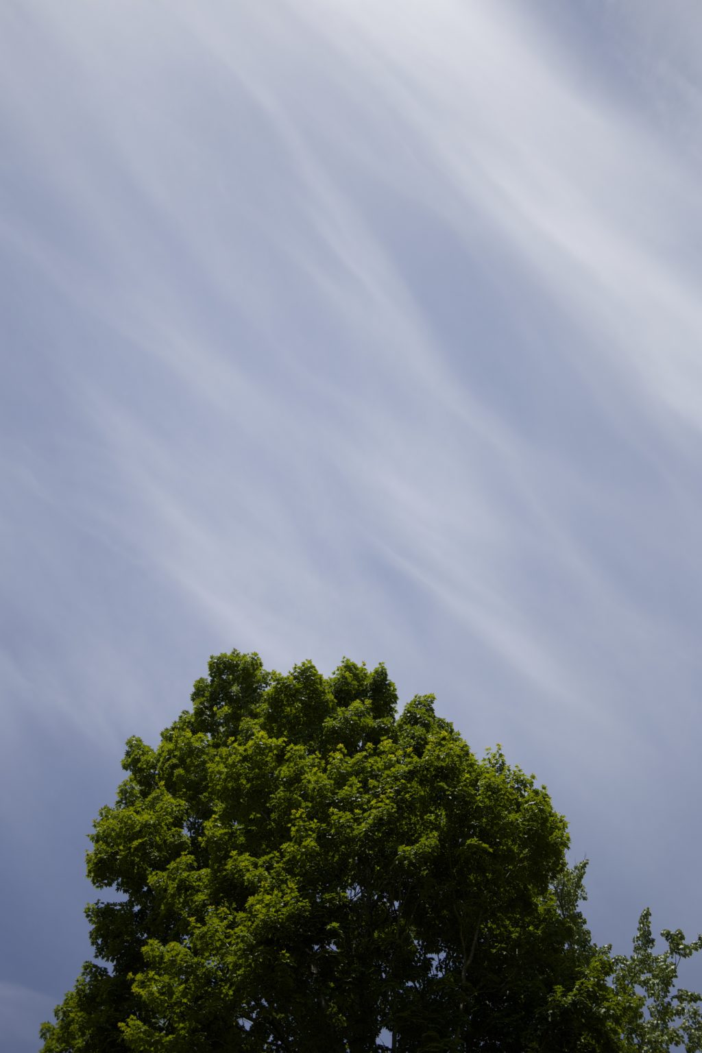 Tree Under Wispy Clouds