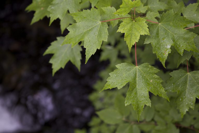 Maple Leaves