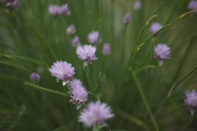 Blooming Chives