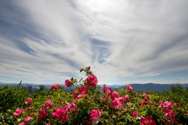 Roses with a Mountaintop View