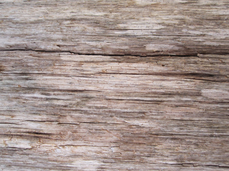 Dry Wood Texture