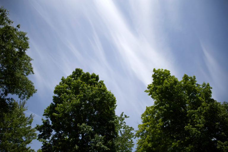 Summer Clouds and Trees