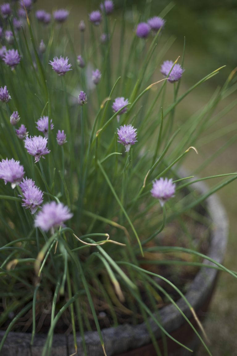 Muted Chive Blossoms