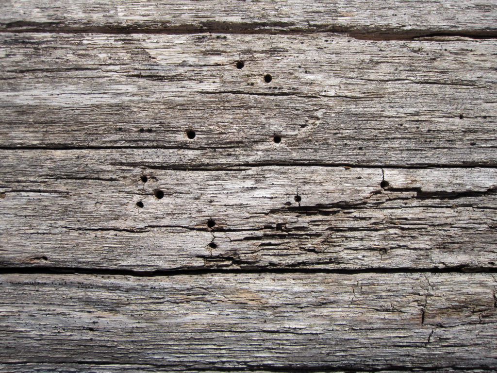 Dry Wood Texture with Holes