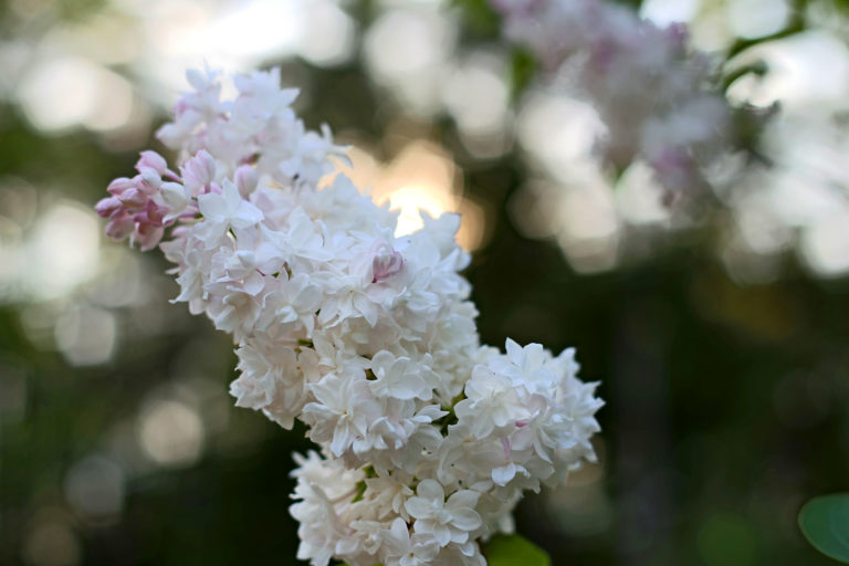 Lilac Close-Up