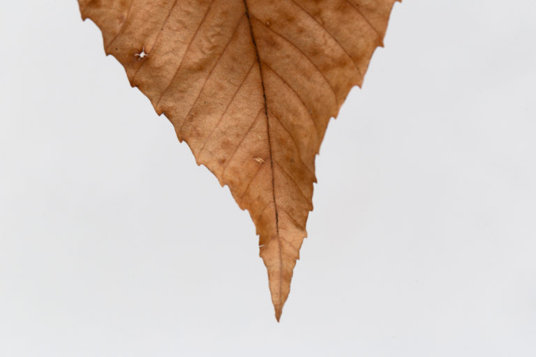 Dry Pointy Leaf