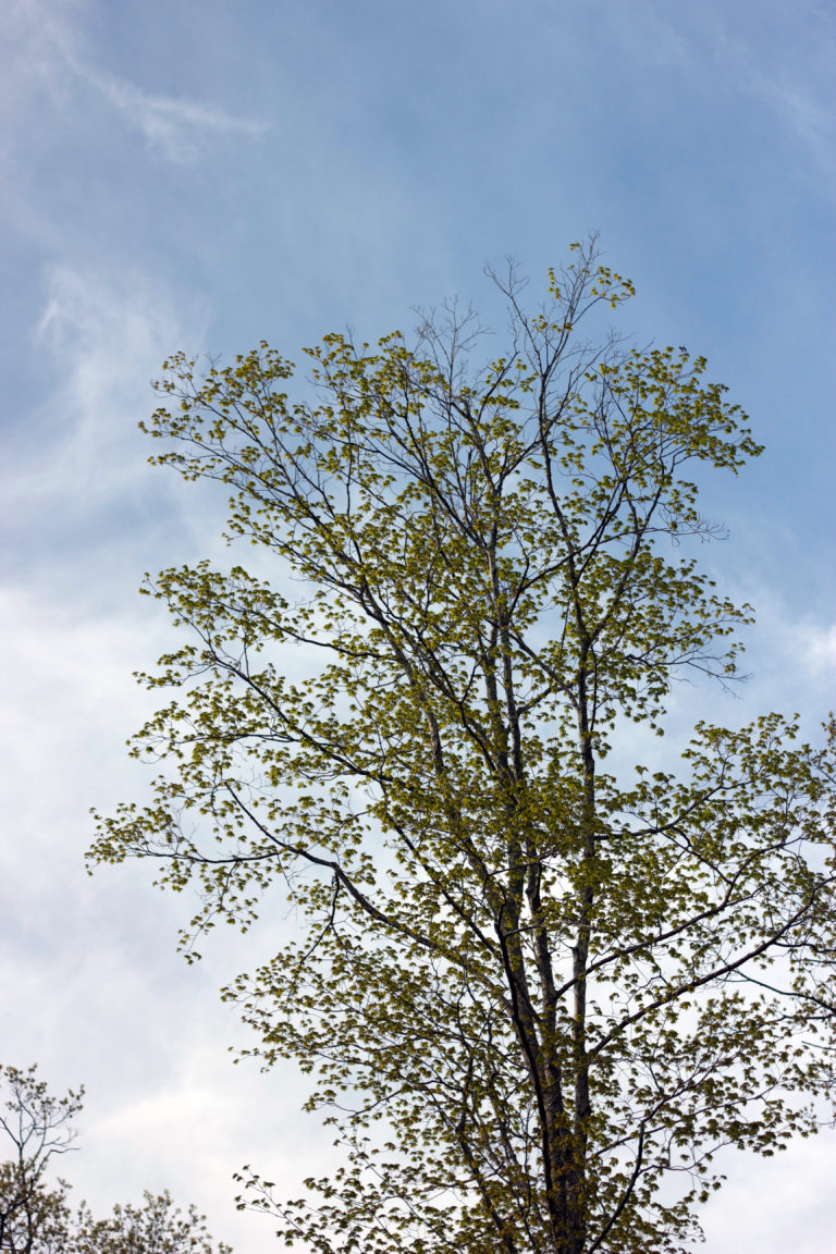 Early Spring Tree