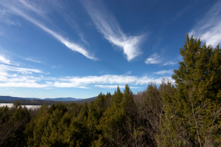 Green Evergreens Under Blue Skies