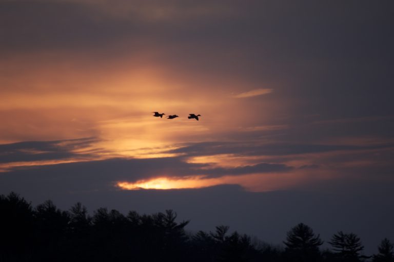 Birds Flying Through a Beautiful Sunset