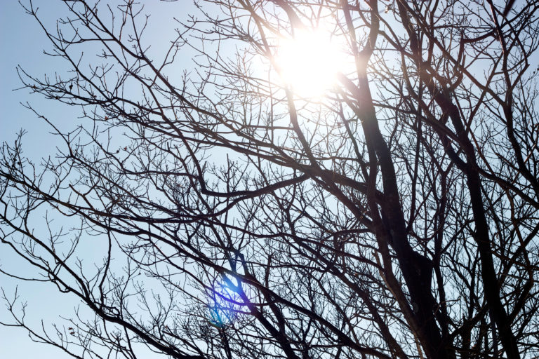 Bright Sunlight in the Trees