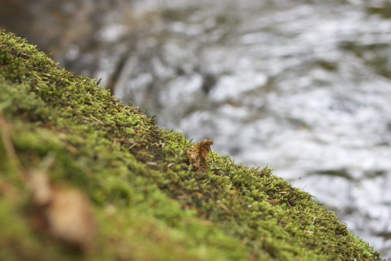 Green Moss on a Riverside