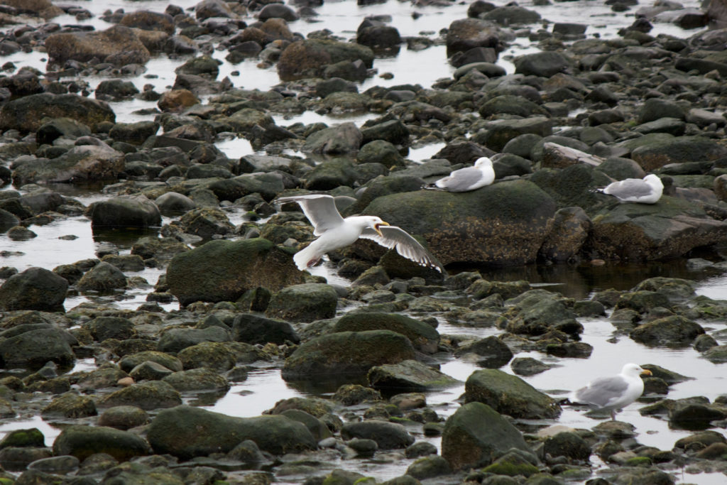 Seagulls on Ocean Rocks