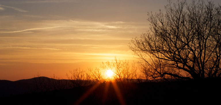 Sunset Through Trees