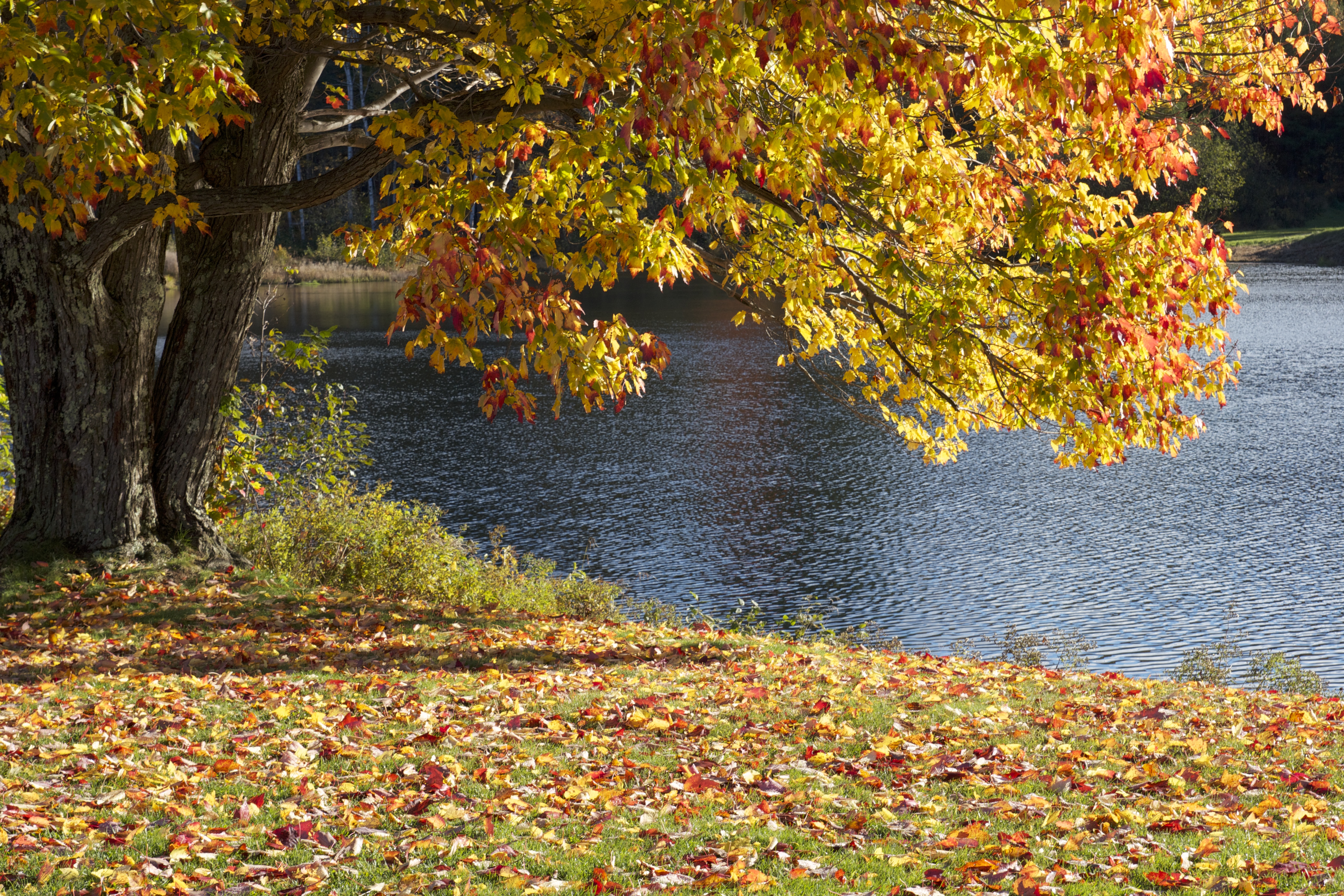 2 сентября осень. Осенняя природа. Осенний парк. Осень озеро. Осенний листопад.