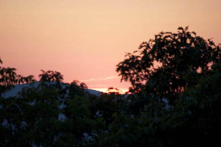 Pastel Sky Through the Trees