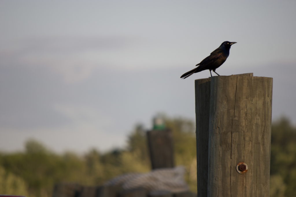Black Bird Perched