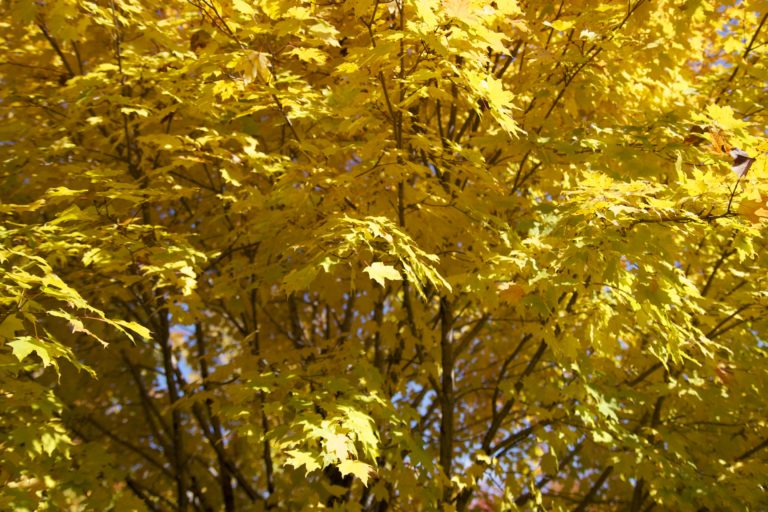 Bold Yellow Autumn Leaves