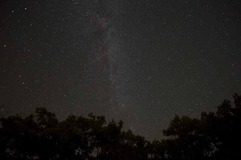 Milky Way Above Treetops