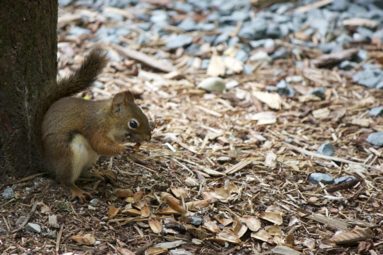 Squirrel Eating in the Forest