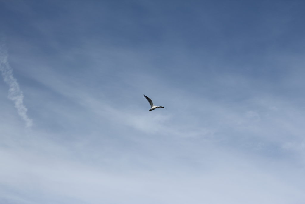 Seagull Flying in the Clouds