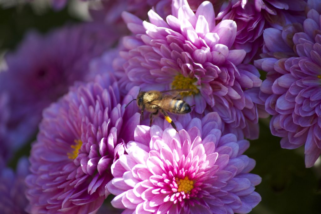 Summer Bee and Flowers