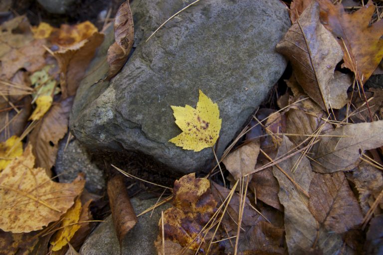 Autumn Leaves on Rocks