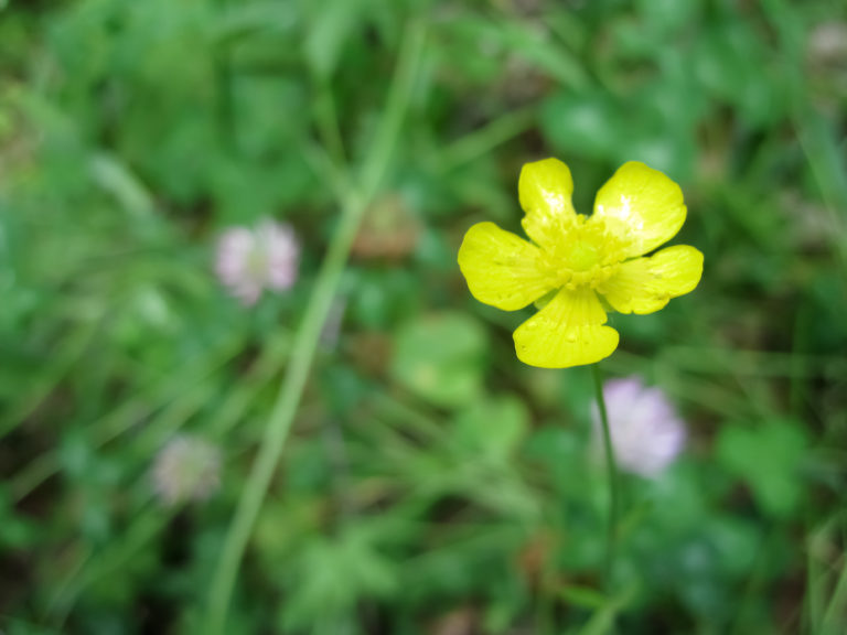 Lone Yellow Flower