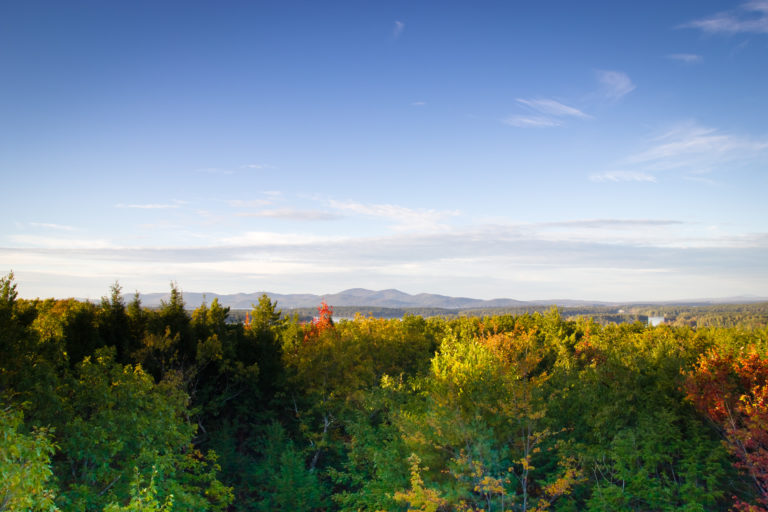 Vibrant Foliage View