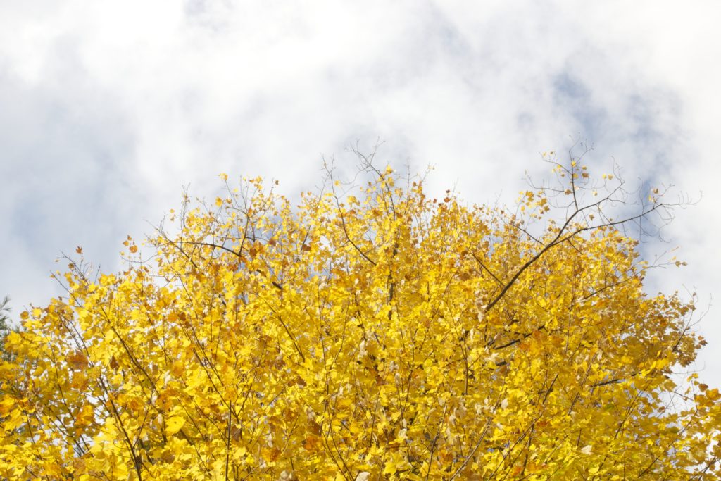 Beautiful Yellow Autumn Foliage