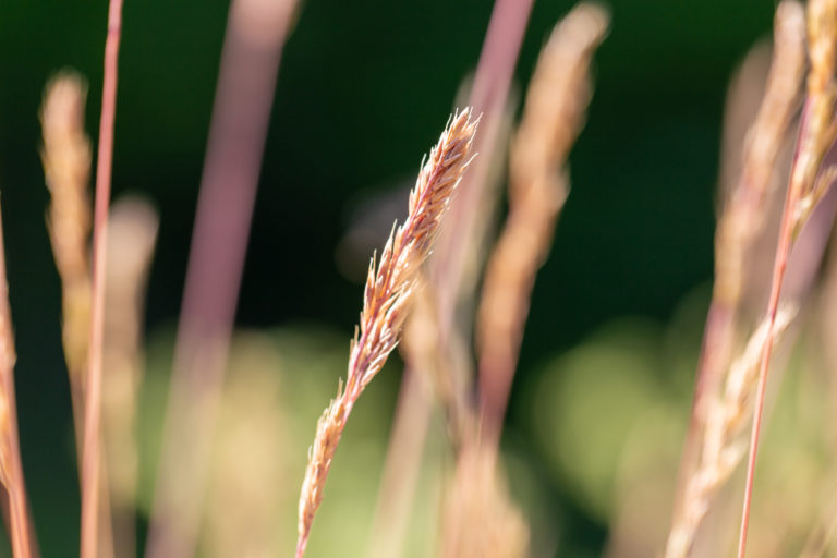 Tall Grass Macro