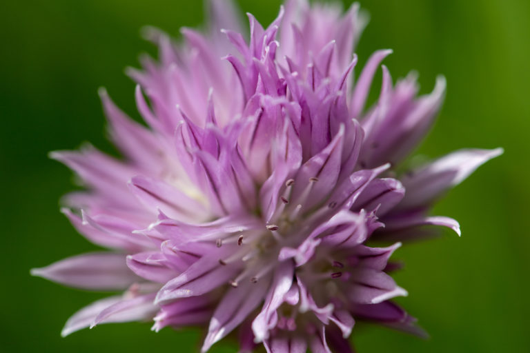 Chives Herb Flower