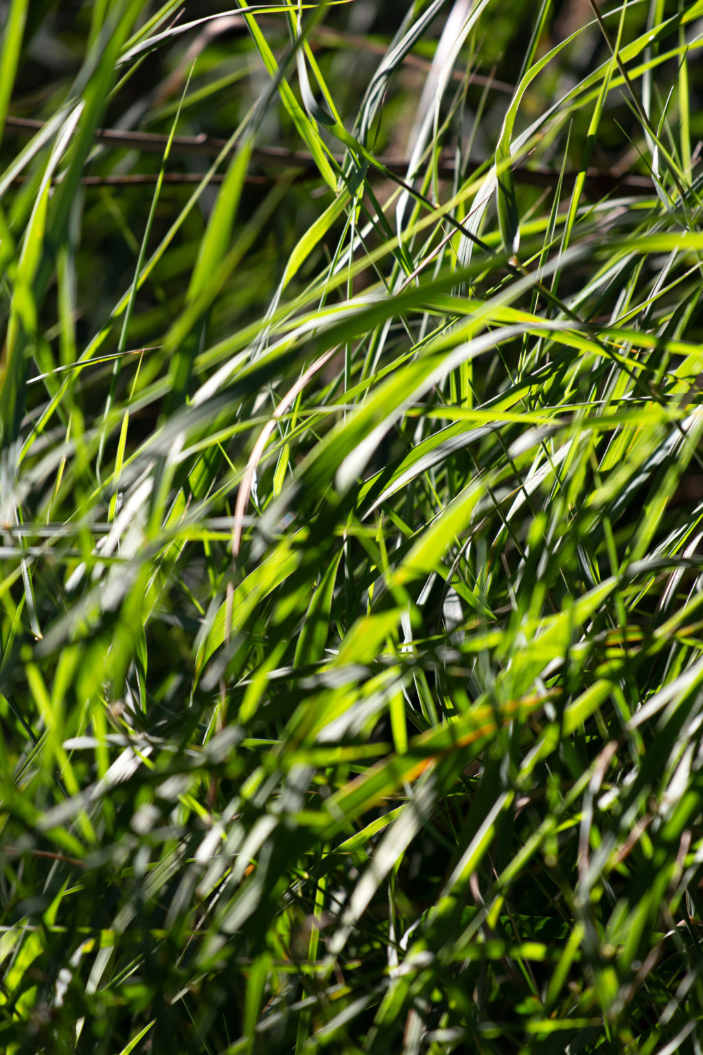 Grass in the Sun