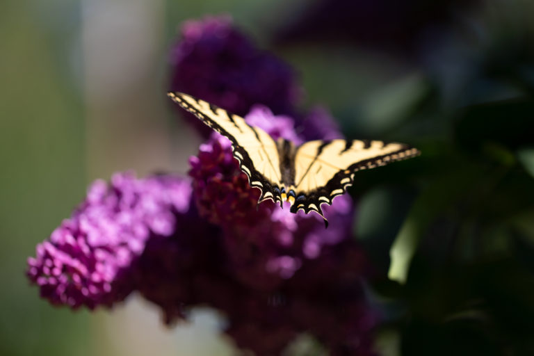 Beautiful Summer Butterfly