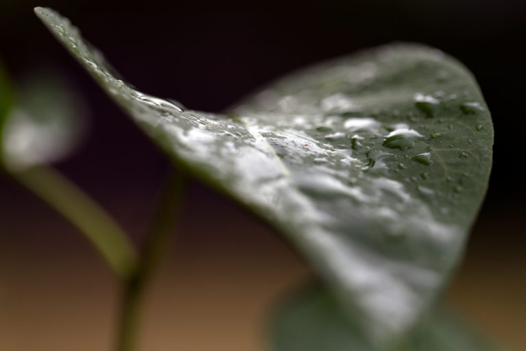 Rainy Leaf Macro Detail