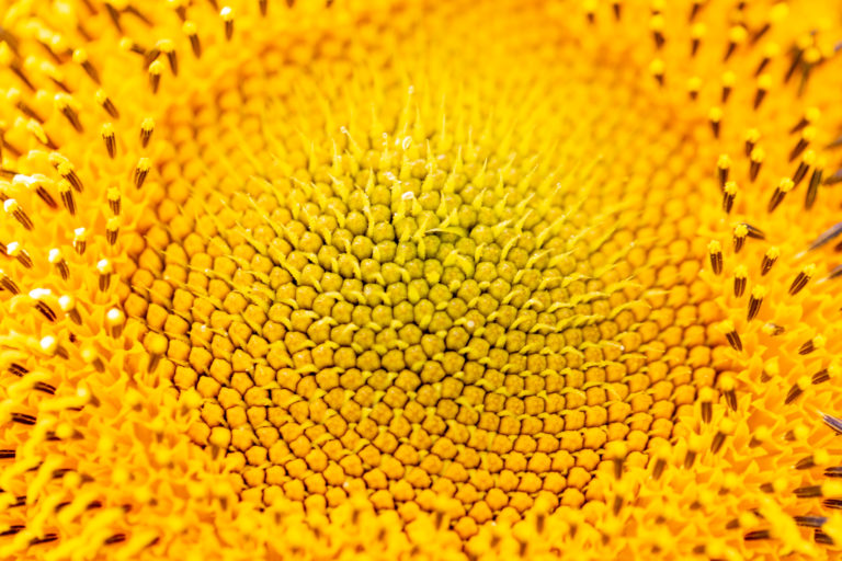 Yellow Sunflower Details