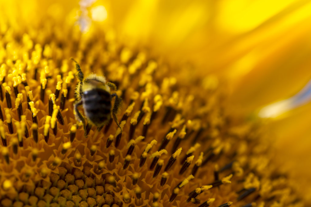 Macro Sunflower With a Bee