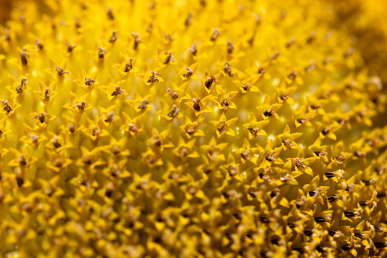 Vibrant Yellow Sunflower Macro