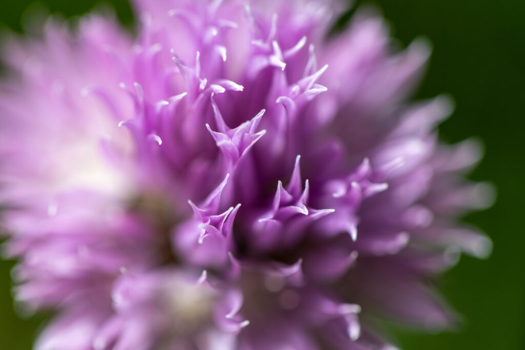 Close Detail of Chive Flowers