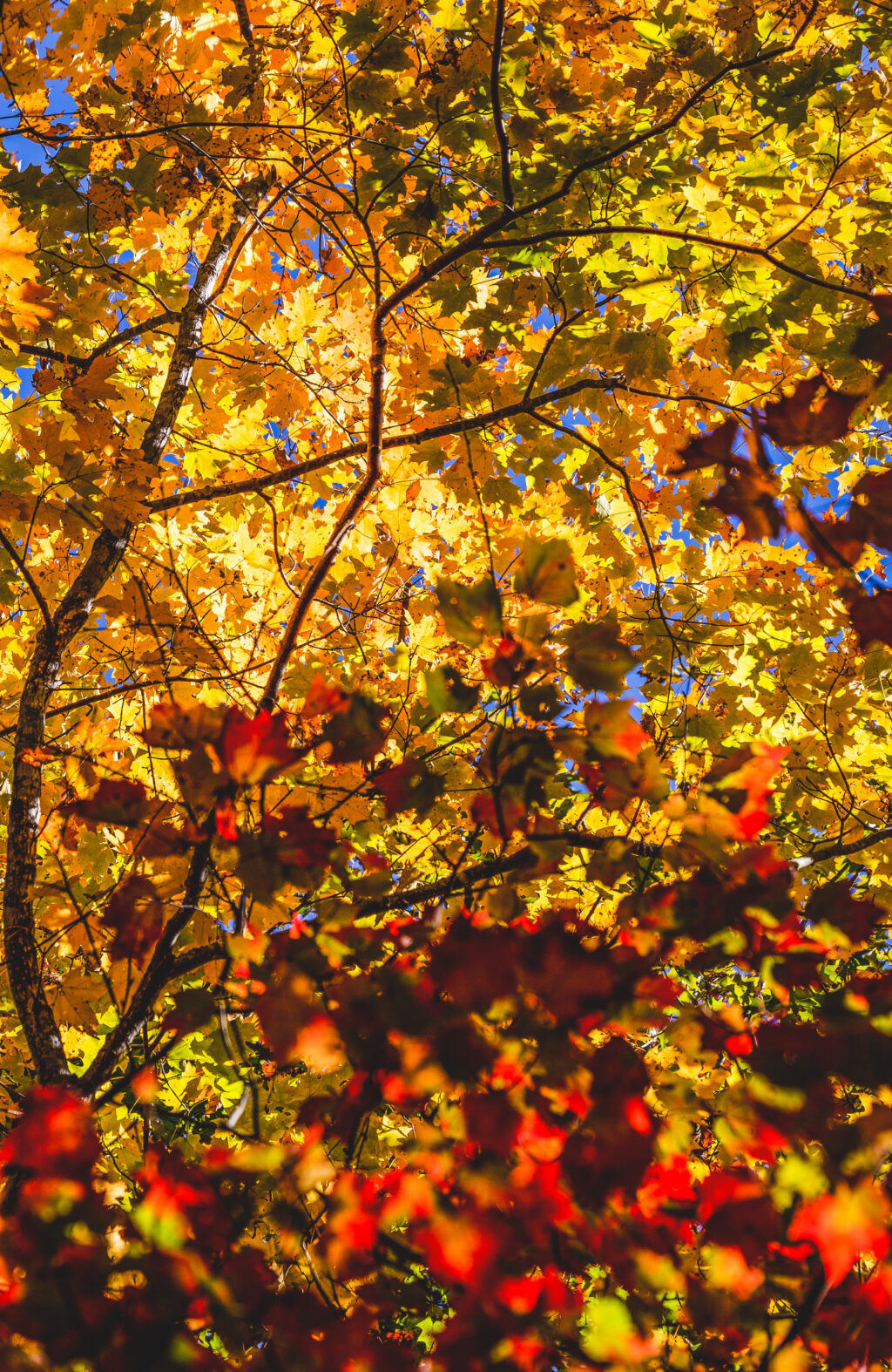 Lively Fall Foliage