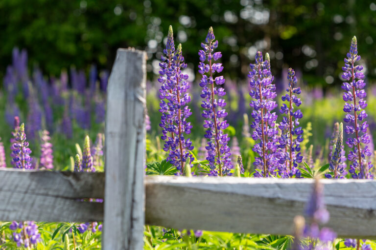 Lupine Flowers in the Spring