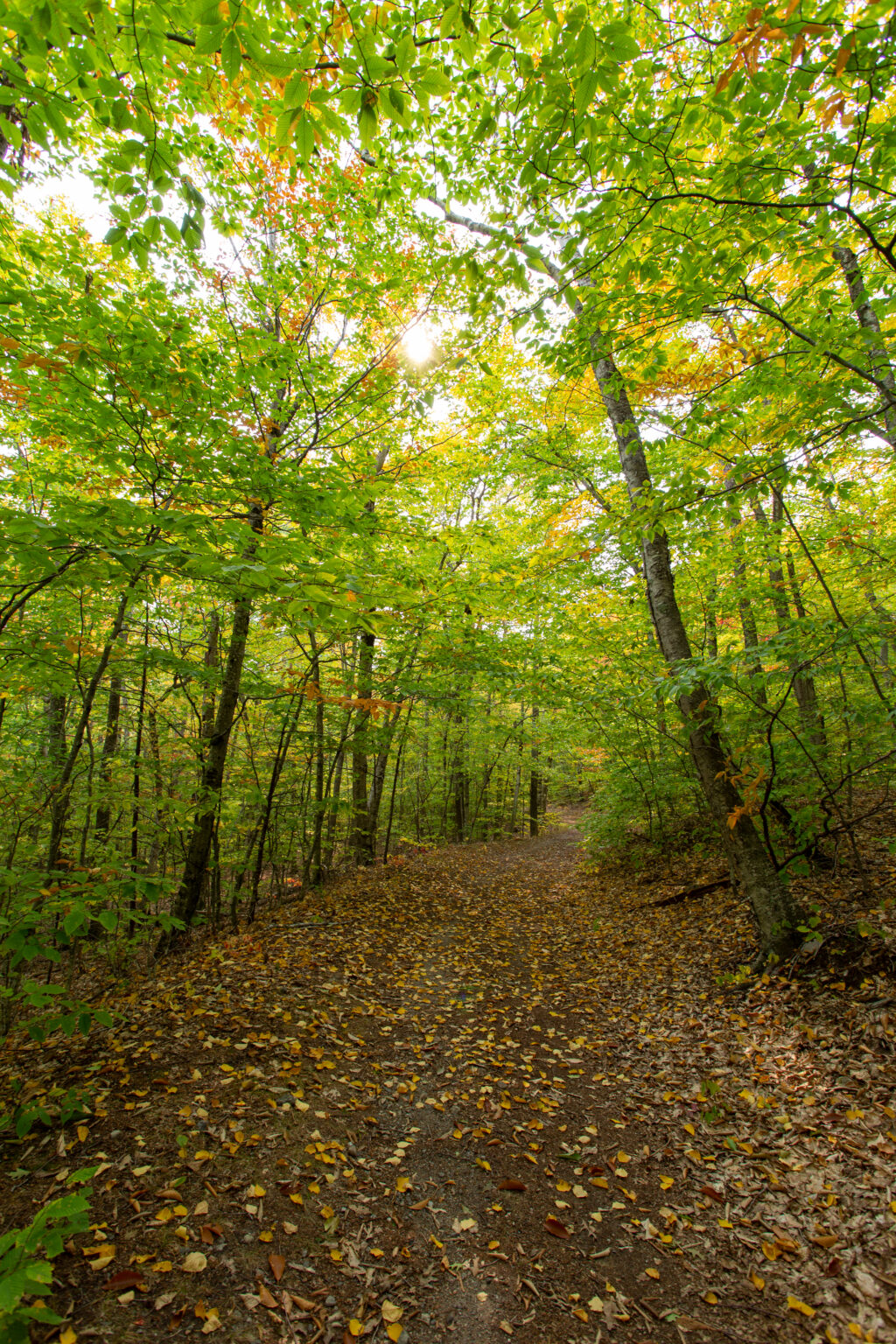 Beautiful Autumn Forest Path
