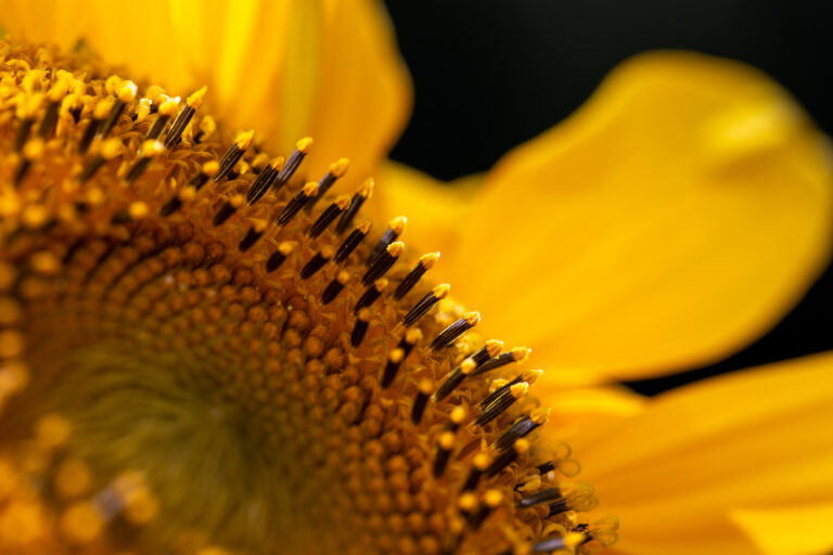 Macro Sunflower Pollen