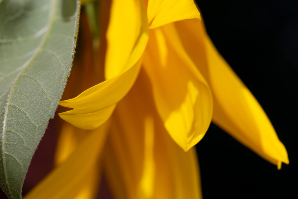 Isolated Sunflower Petal and Leaf