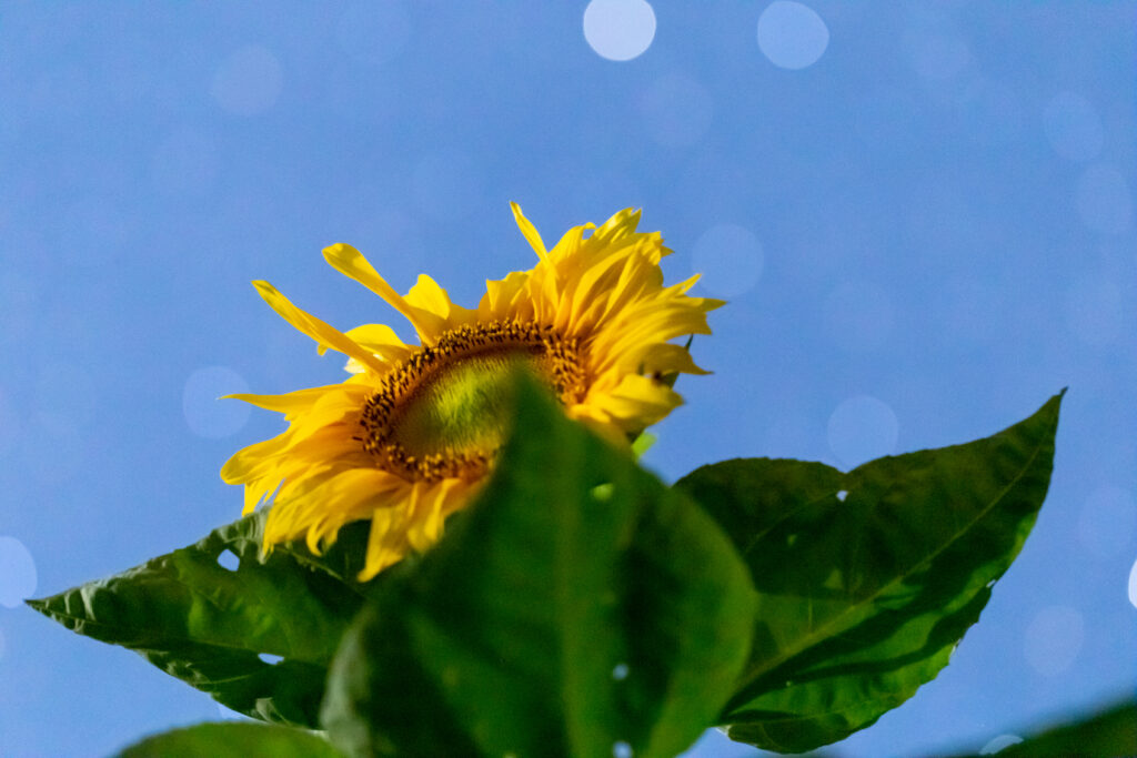 Sunflower Under Bright Stars